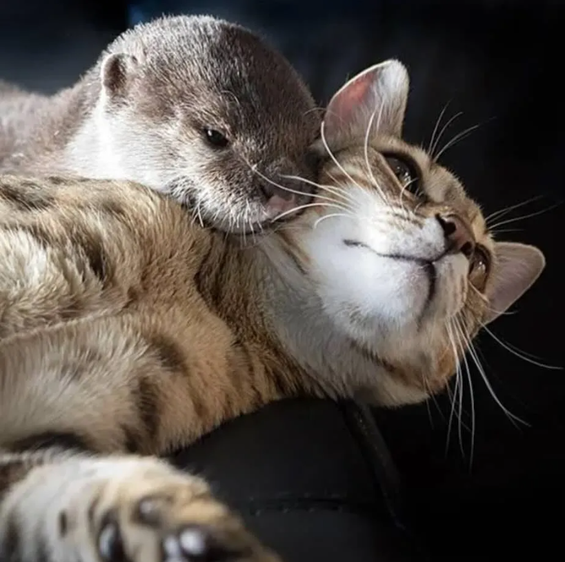 When Sam the Cat Met Pip the Otter