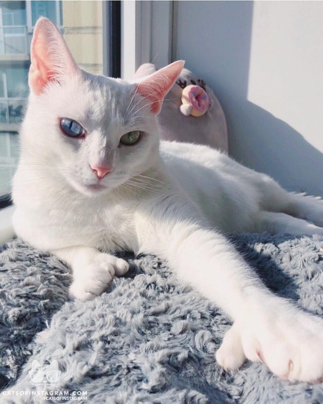 Enchanting Allure: The Captivating Charm of the Snowy-White Cat