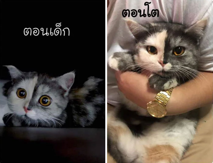 Meet ‘Chimera,’ The Cat Who Has A Unique Face And A Cuddly Personality