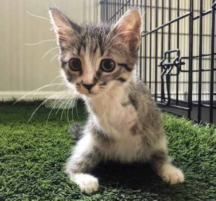 Happy Tabby: The Two-Legged Kitten Who Stole Our Hearts