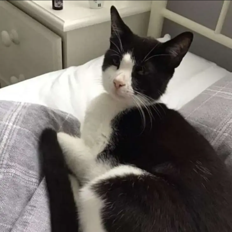 When the Woman Awakens, She finds An Unusual Cat Carelessly Curled Up On Her Bed