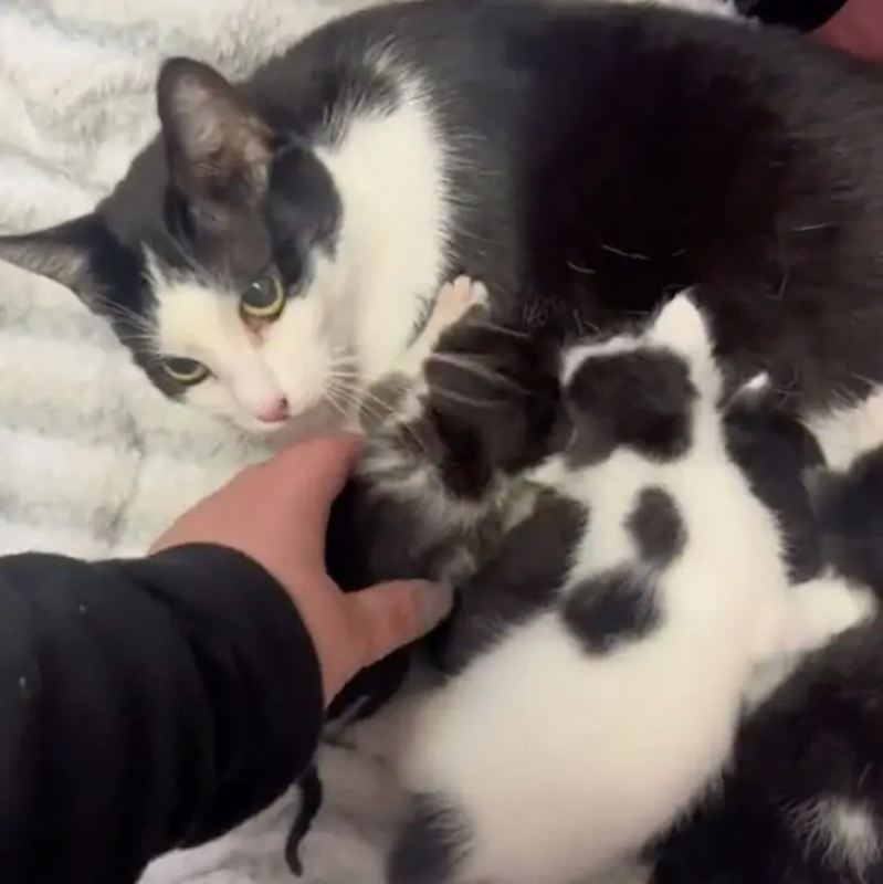 A Heartwarming Rescue Story of a Mama Cat and Her Adopted Kittens