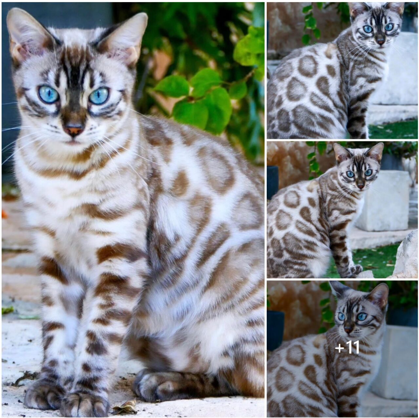 Melting hearts with the incredibly adorable images of this Silver Bengal cat