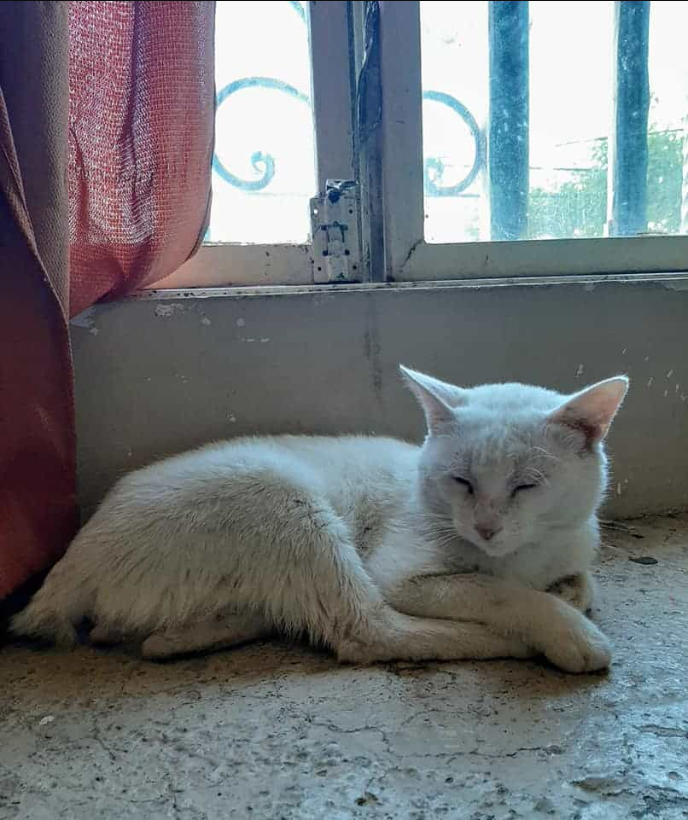 Lonely Stray Cat Leads Woman Inside Store For Food, Leaves With Forever Home