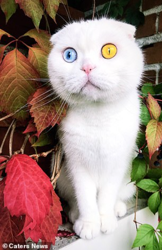 The Enchanting Tale of a Cat with Heterochromatic Eyes: Blue and Yellow