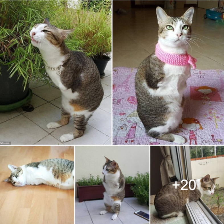 Meet Able Maew: A Happy Kitty With Two Legs And Lots Of Heart.