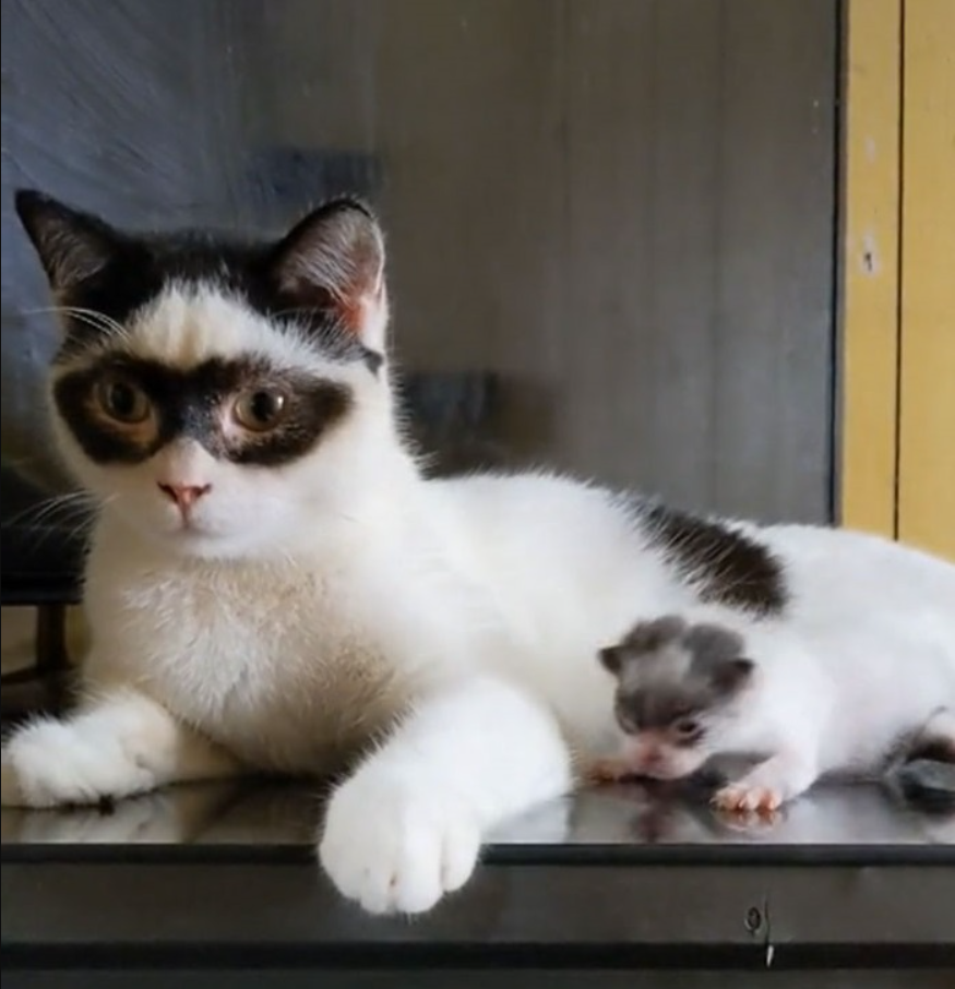 Meet Zorro – The Stunning Father Cat Who Has A Lookalike Baby Kitten