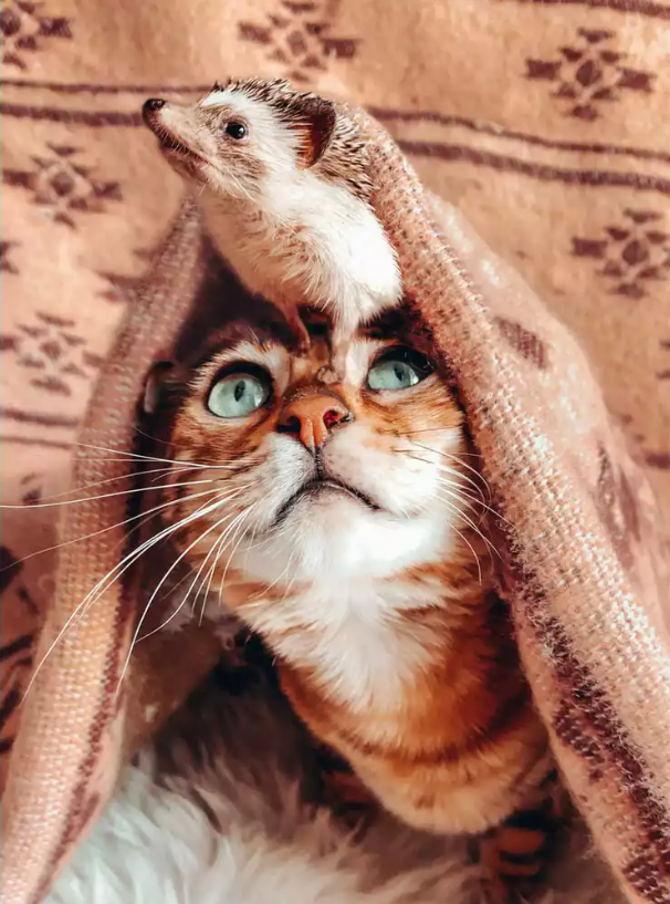 Meet The Adventurous Duo, Bengal Cat And Its Hedgehog Best Friend