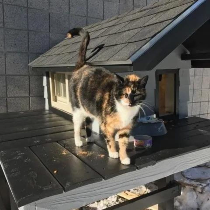 Cops Built This Amazing Cat Condo For A Homeless Cat That Kept Visiting Them