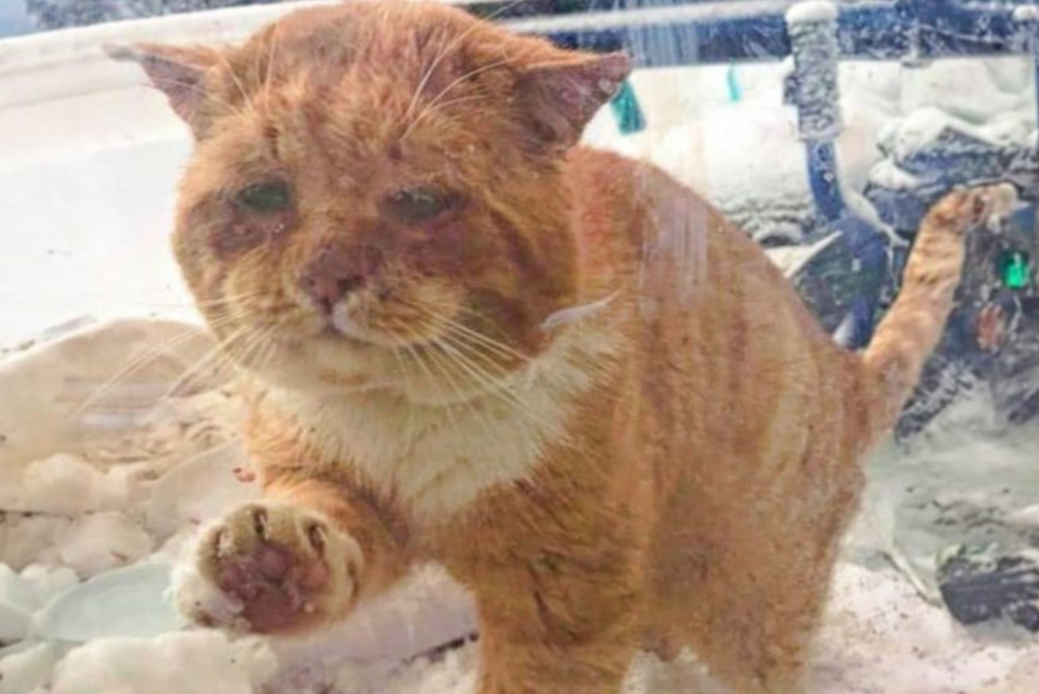 Freezing Cat Appears At The Door Out Of Nowhere, Begging For A Warm Home