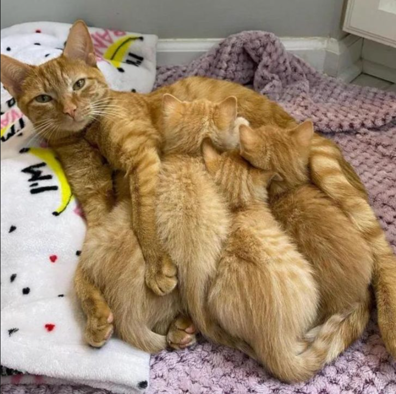 Mother Cat With 4 Kittens Discovered In A Laundry Basket In The Basement Of An Indiana Home