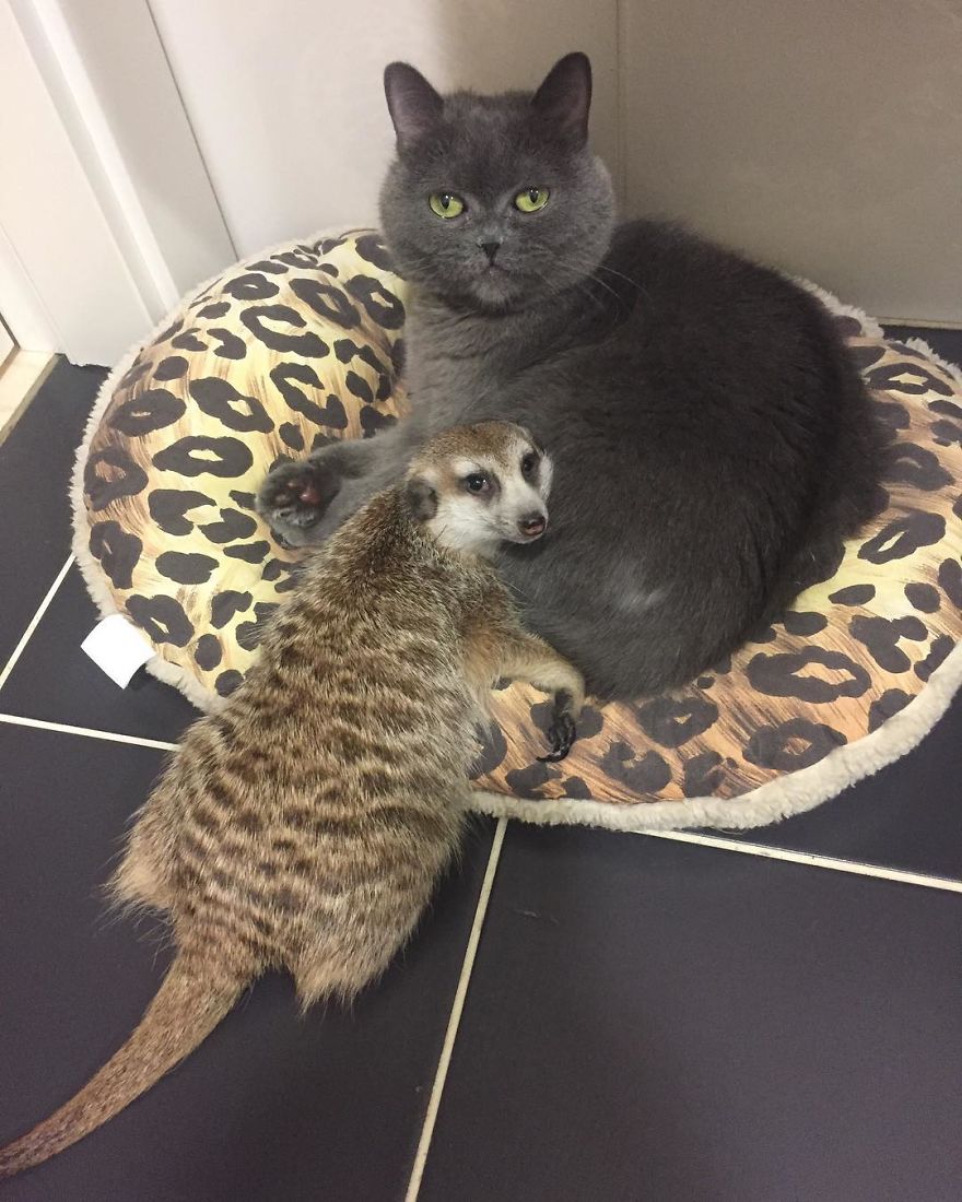 A Meerkat And A Cat Became BFFs On Day One, And Together They Conquered The Hearts Of People On Instagram