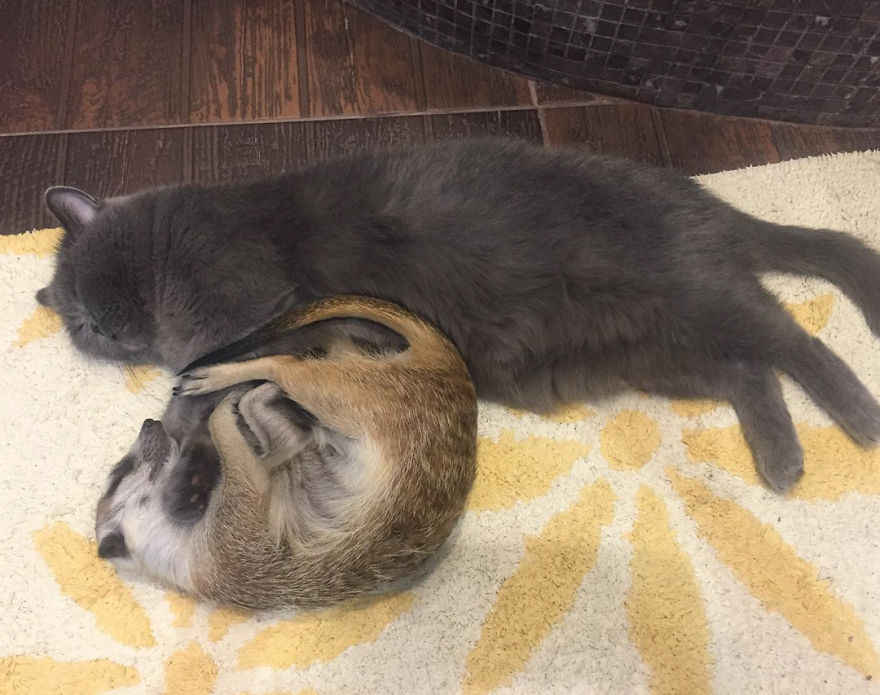 A Meerkat And A Cat Became BFFs On Day One, And Together They Conquered The Hearts Of People On Instagram