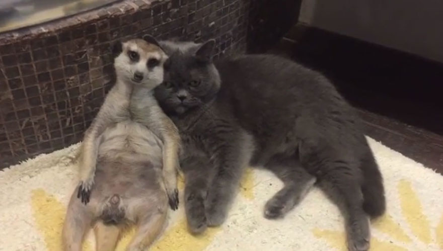 A Meerkat And A Cat Became BFFs On Day One, And Together They Conquered The Hearts Of People On Instagram