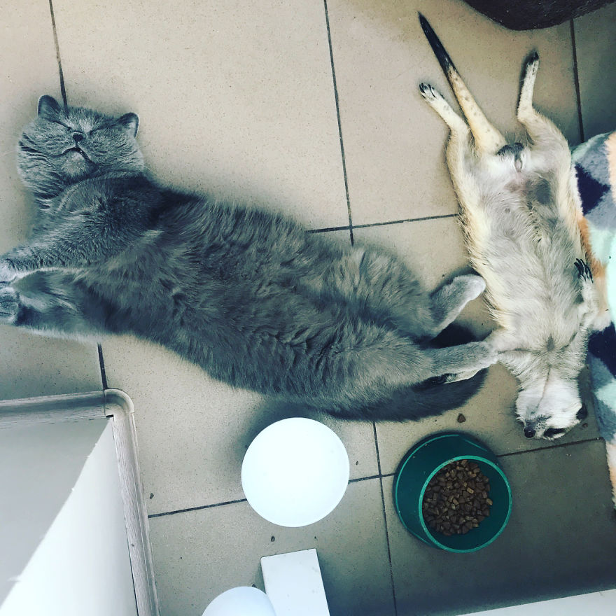 A Meerkat And A Cat Became BFFs On Day One, And Together They Conquered The Hearts Of People On Instagram