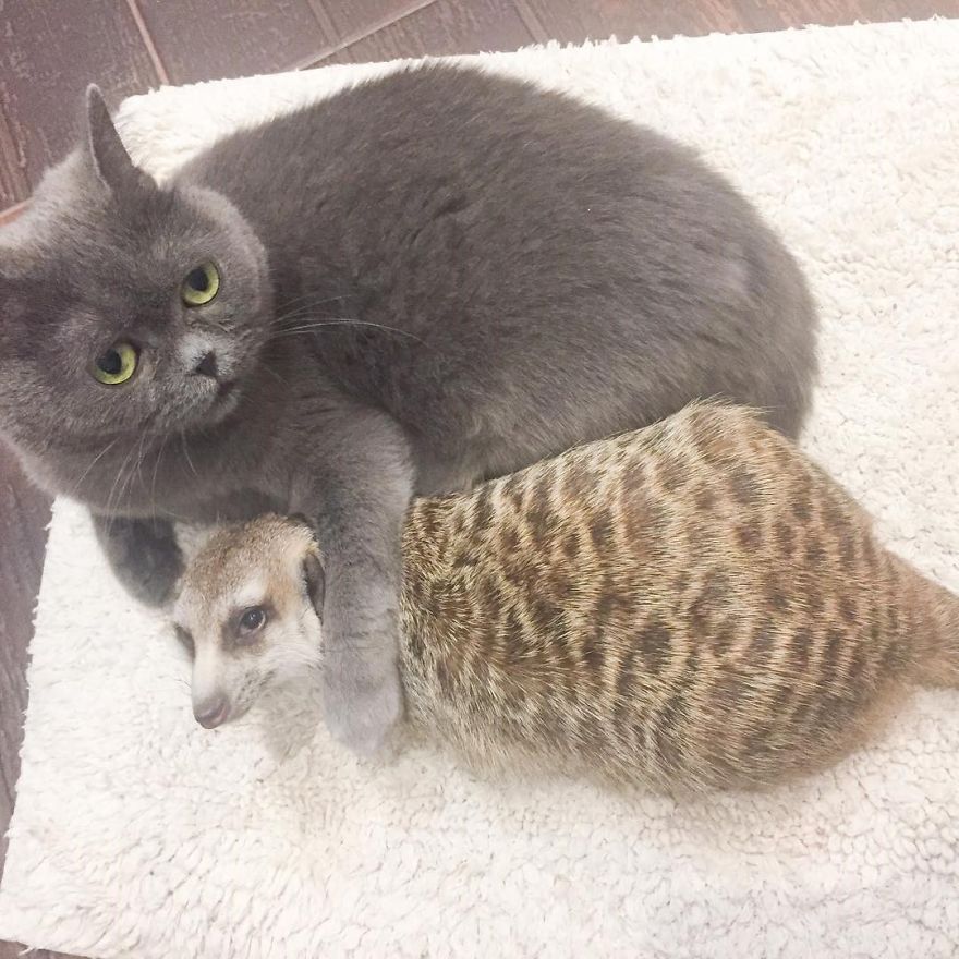 A Meerkat And A Cat Became BFFs On Day One, And Together They Conquered The Hearts Of People On Instagram