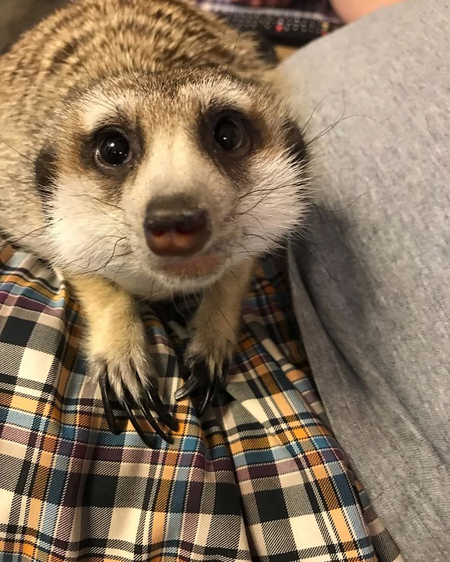 A Meerkat And A Cat Became BFFs On Day One, And Together They Conquered The Hearts Of People On Instagram