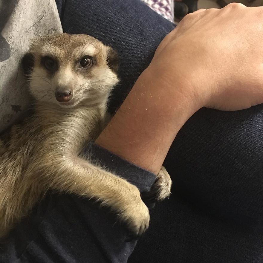 A Meerkat And A Cat Became BFFs On Day One, And Together They Conquered The Hearts Of People On Instagram