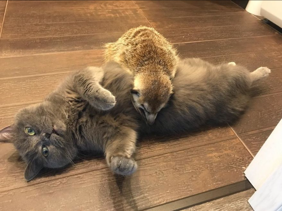 The Unlikely Friendship of a Meerkat and a Cat: How They Won Over Instagram Fans from Day One