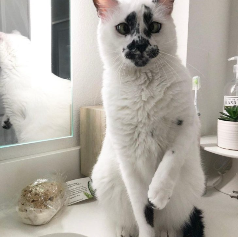 Meet Lily, A Cross-Eyed Cat With A Unique Marking On Her Face