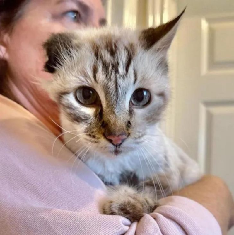 After Losing His Owner, Senior One-Eared Cat Thought All Hope Was Lost Until One Fateful Day