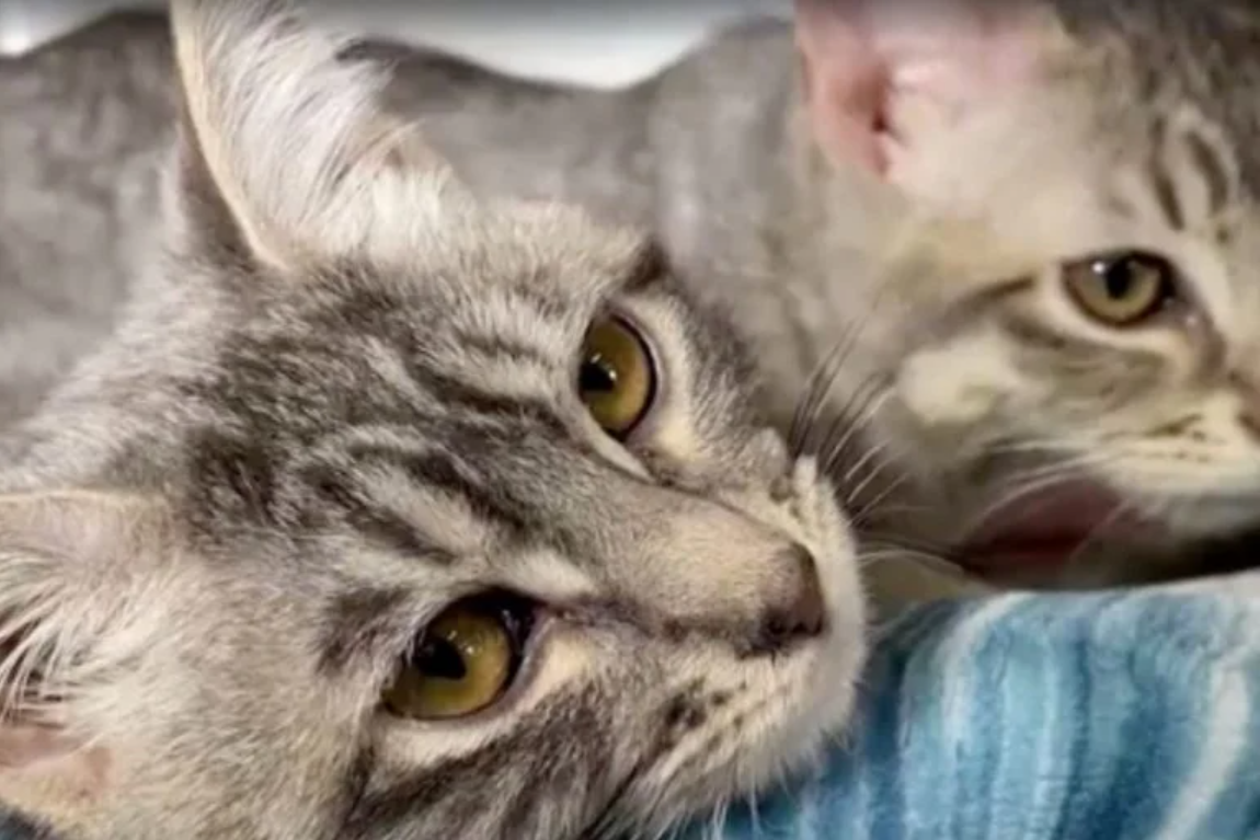 Abandoned Kittens Found Taped in Box at Construction Site Find Hope and New Homes