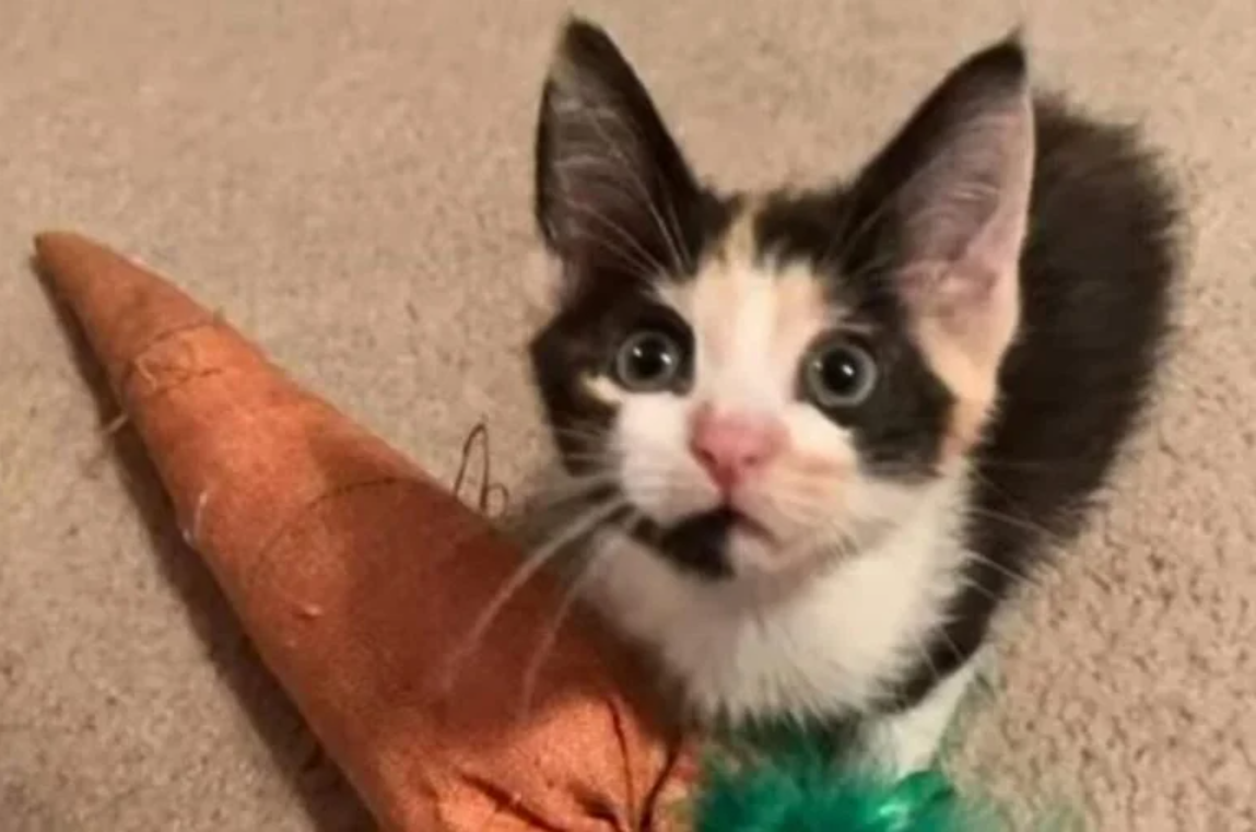 A Woman Drives an Astounding Thousand Miles to Bring Home a Kitten She Falls in Love With