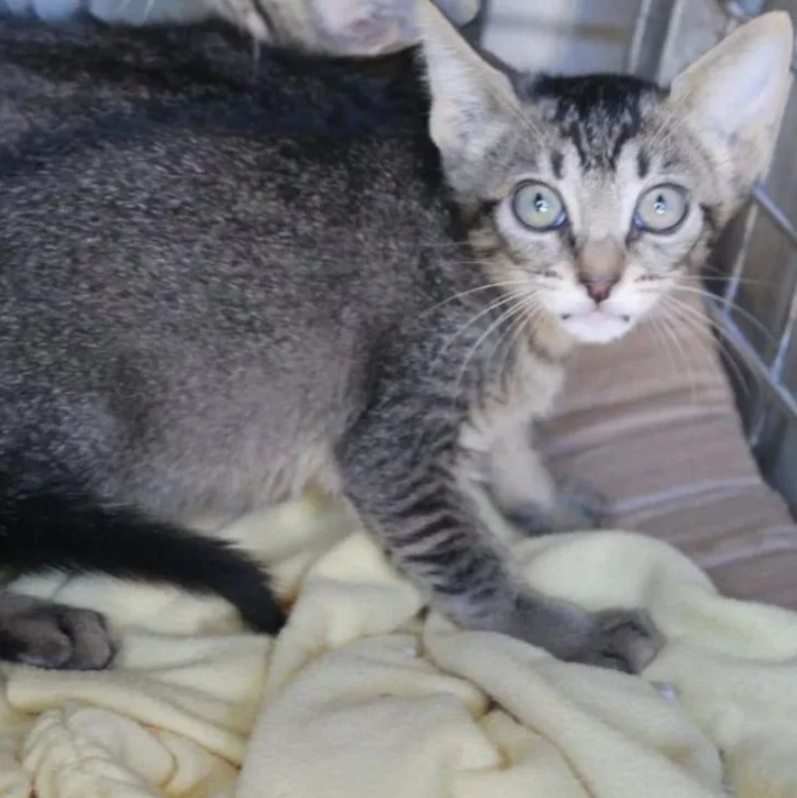 The Heartwarming Story: Find a Whopping 120 Cats Squished Into One Man’s Apartment