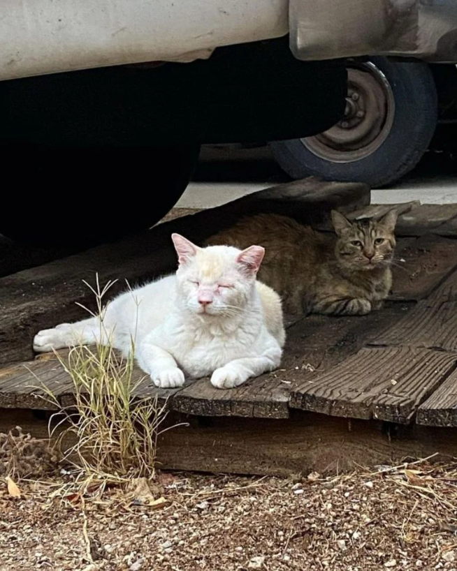 From Streets to Soulmates The Inspiring Journey of Two Feral Cats Finding Love