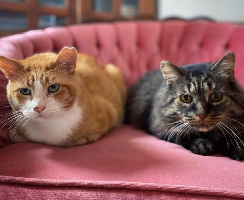 Two Stray Cats Have Been with Each Other for Years Finally Experience Home Together for the First Time