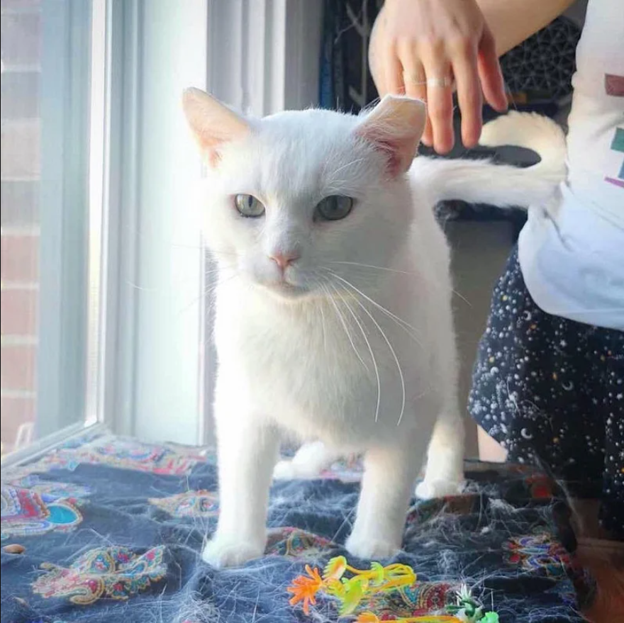 Stray Cat Appears in Neighbor’s Yard, Ready for Change After Surviving Harsh Winter Outside