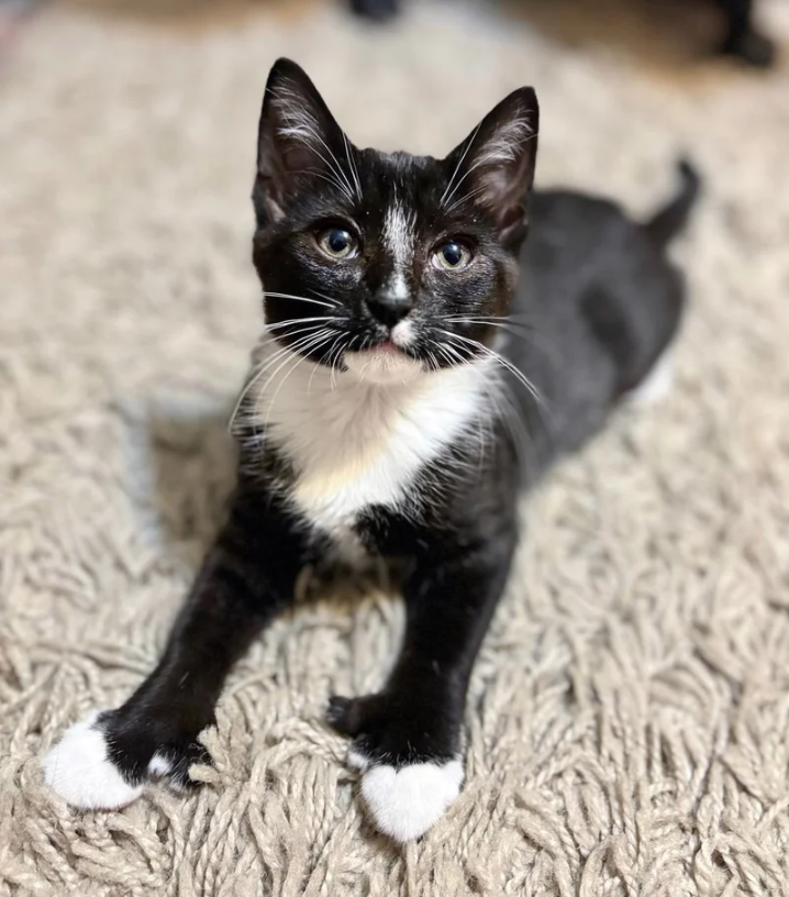 After Roaming Outdoors Blind, Kitten Can See Again with the Help of Compassionate People and Resident Cat