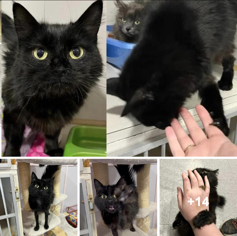 A “tight pant” cat tries to win everyone over at the animal shelter by holding hands.