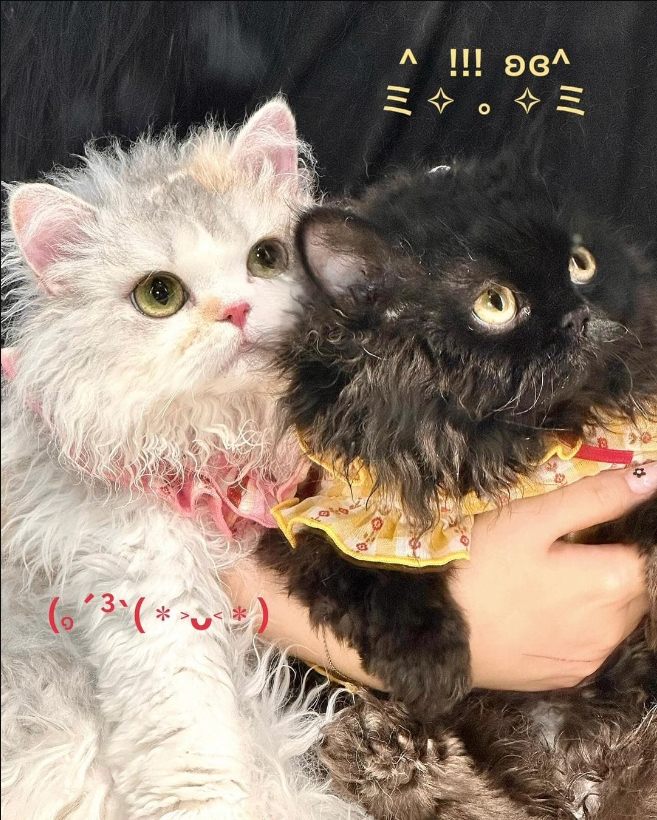 Meet the beautiful, famous curly-haired cat couple in China