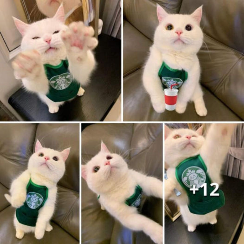 The Heartwarming Story of Starbucks’ Beloved Service Cat