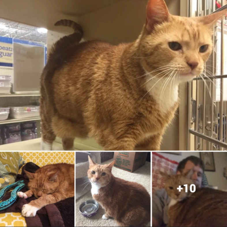 From Grocery Run to Cat Rescue: How a Routine Errand Led to Adopting a 25 Pound Feline Friend