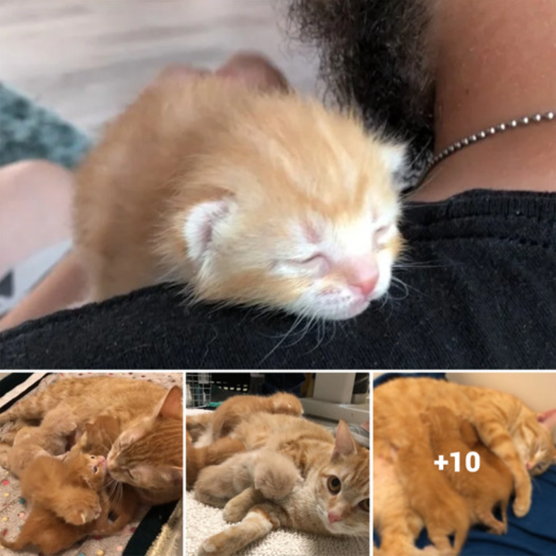 Vet Saves Cat from Euthanasia and Reunites Her with Her Kittens