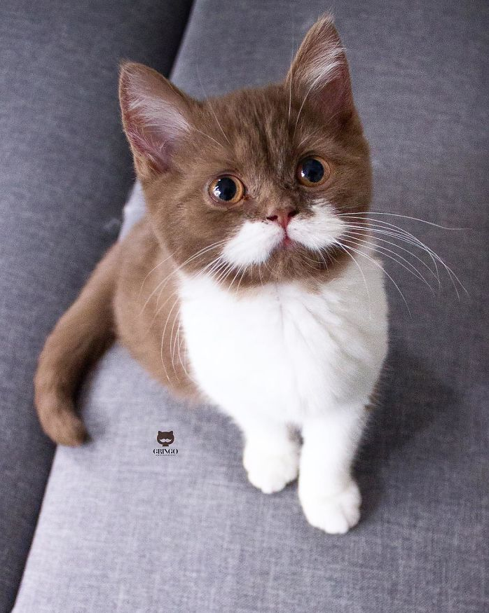 Gringo: The Feline with a Fabulous Mustache Who Stole Our Hearts