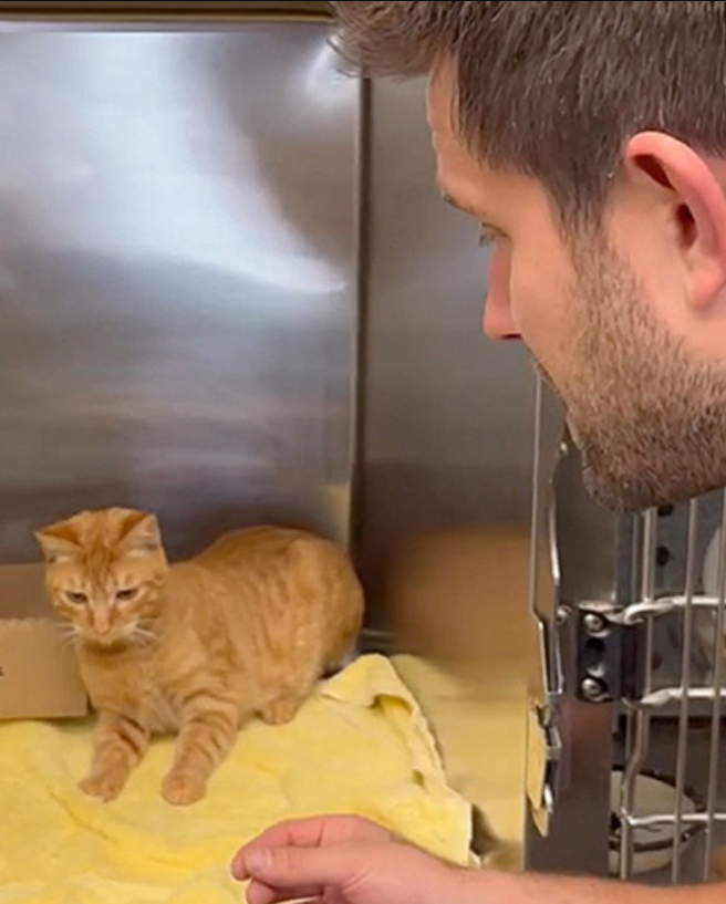 Not Every Hiss Is A Mean One And This Cat’s Journey From Hiss To Bliss Perfectly Proves That