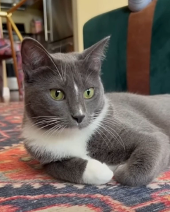 Shelter’s Shyest Cat Finally Gets Adopted And Starts To Slowly Come Out Of Her Shell