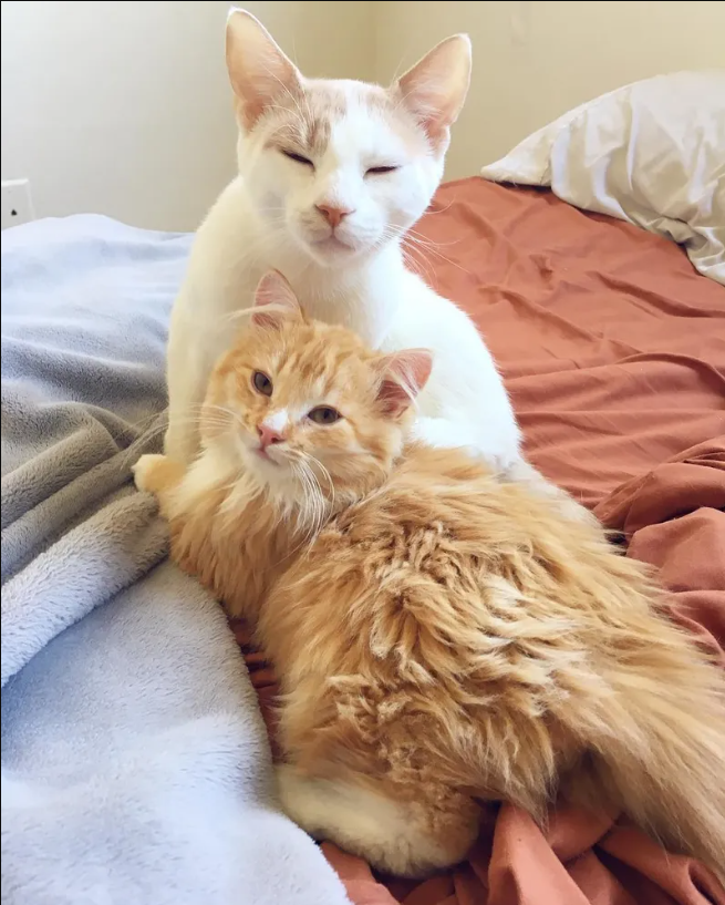 Frightened Feline Finds Comfort in Meeting a Ginger Cat.