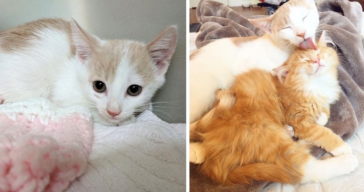 Feral Cat So Terrified He Won't Let Anyone Near Until He Meets a Ginger Cat.