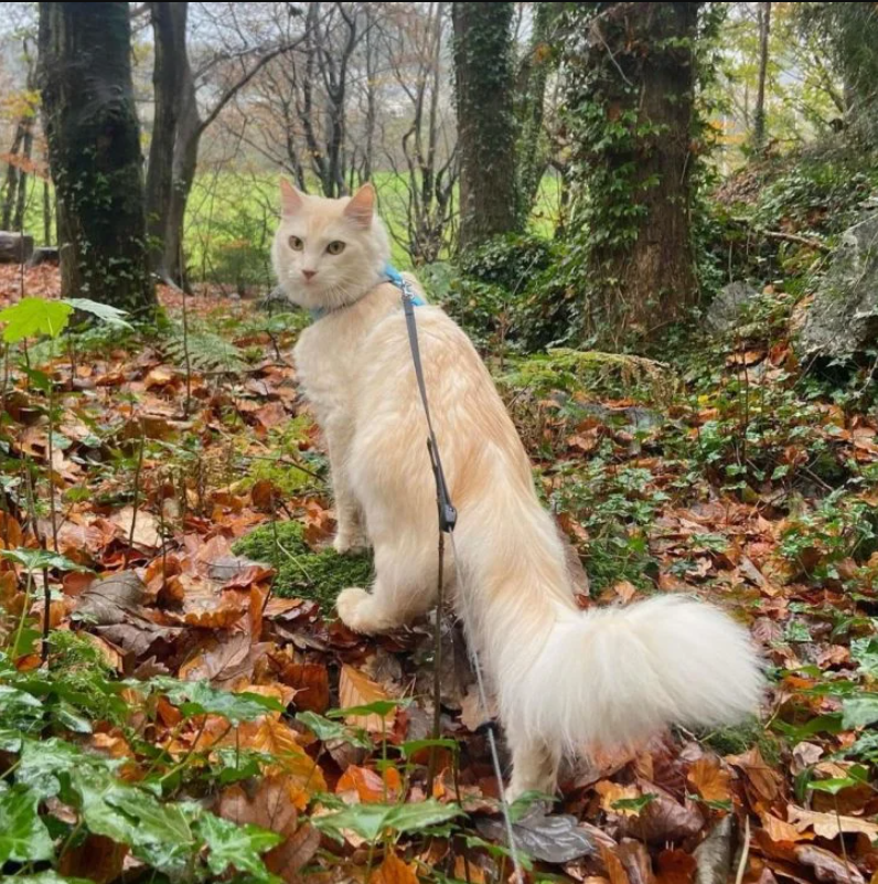 Casper the Adventurous Hiking Cat Who Loves the Great Outdoors