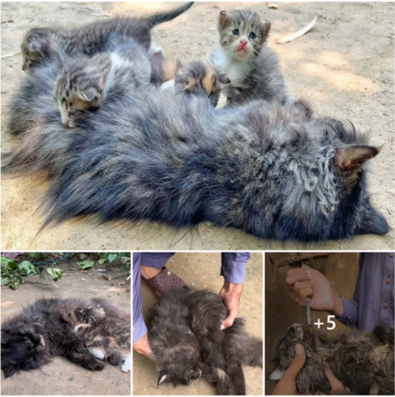 The Heartbreaking Scene: Mother Cat Lies Lifeless, Kittens Desperately Wondering If They’ll See Her Again!