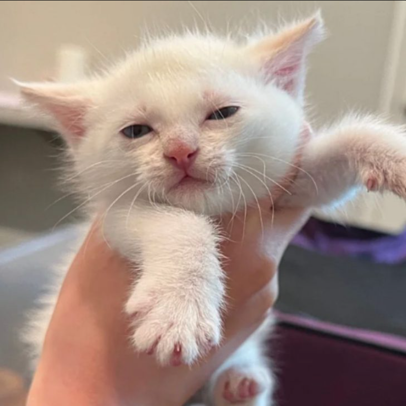 Orphaned Kitten Finds Joy Again As A Loving Mother Cat Welcomes Her Into The Family