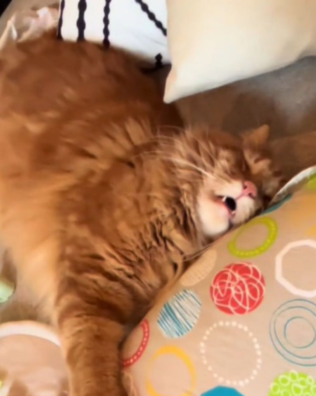 Ginger Cat Hilariously Collapses After A Sleepless Night Of Babysitting