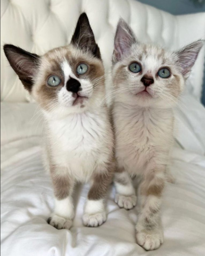 Two Camera-Shy Kitten Siblings Get Adopted Together