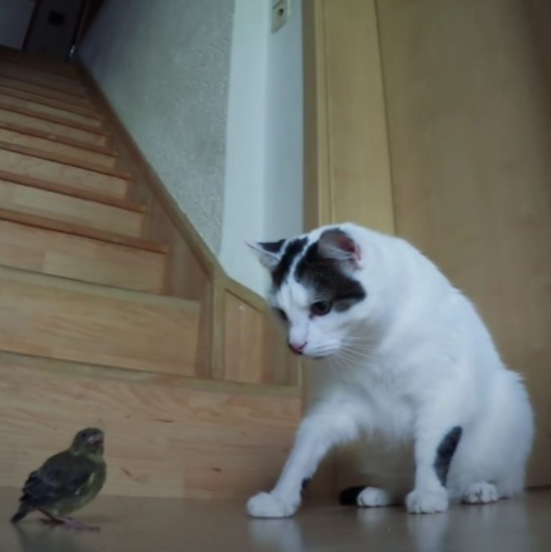 Cat’s Hilarious Reaction To A Tiny Sparrow Goes Viral And Has Everyone Laughing