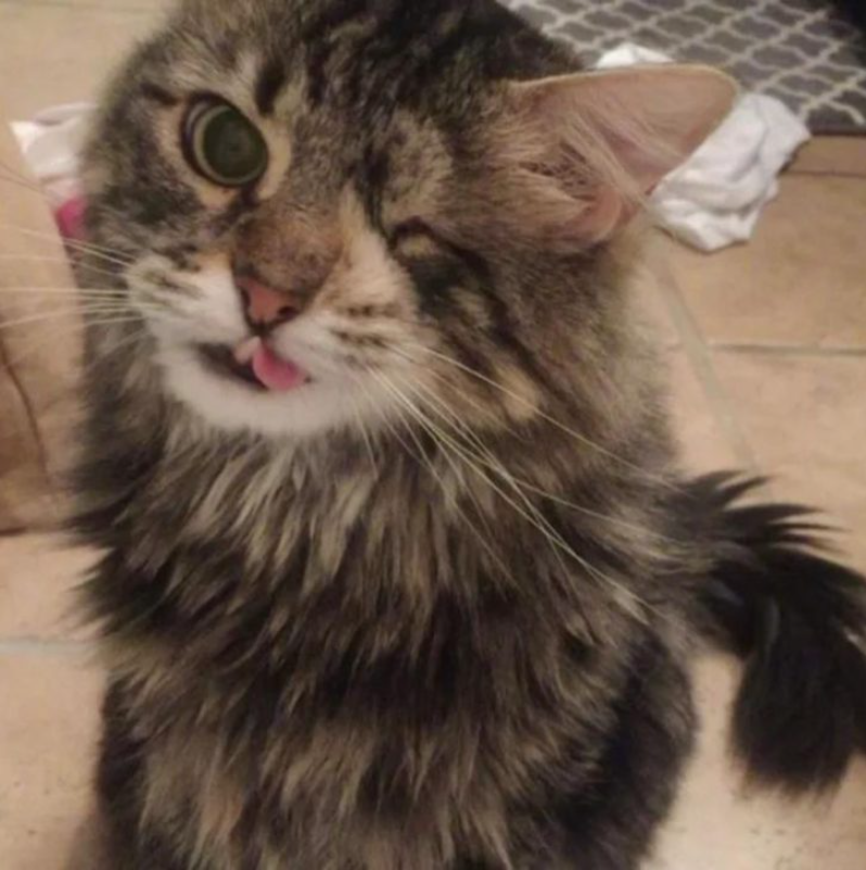 This Charming One-Eyed Kitty Radiates Beauty In His Own Style And Is Sure To Melt Your Heart