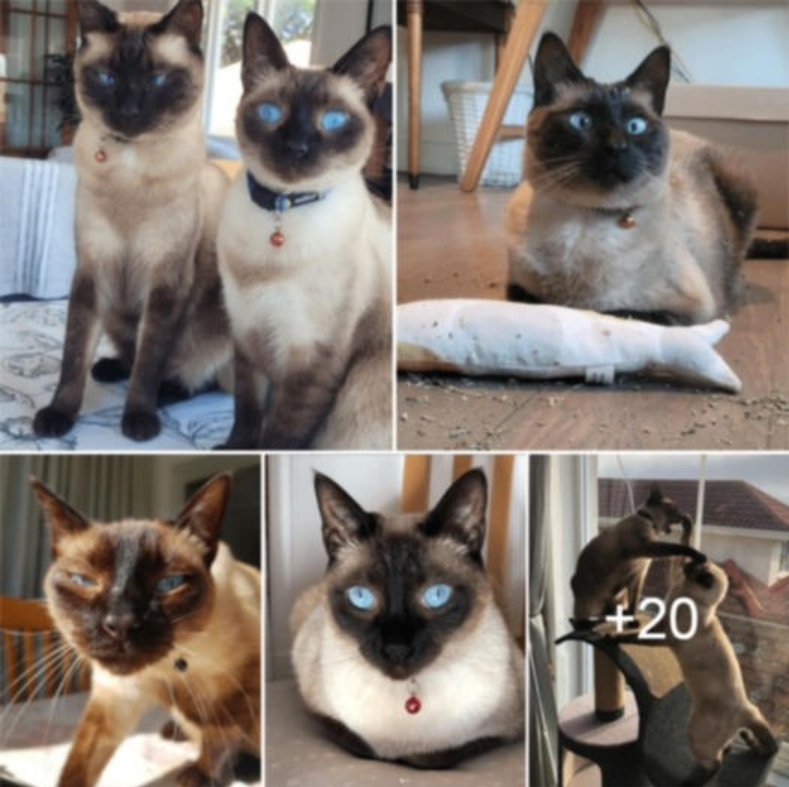 Meet Blue And Ozzy: A Rescued Pair Of Seal Point Siamese Kitties.